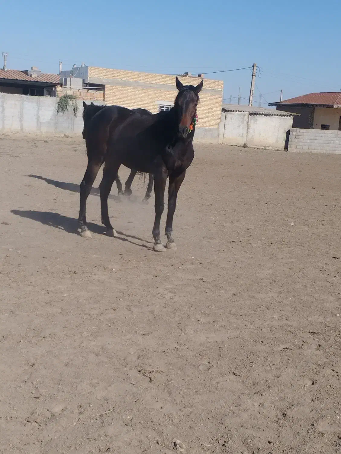 کره مادیان|اسب و تجهیزات اسبسواری|گنبد کاووس, |دیوار