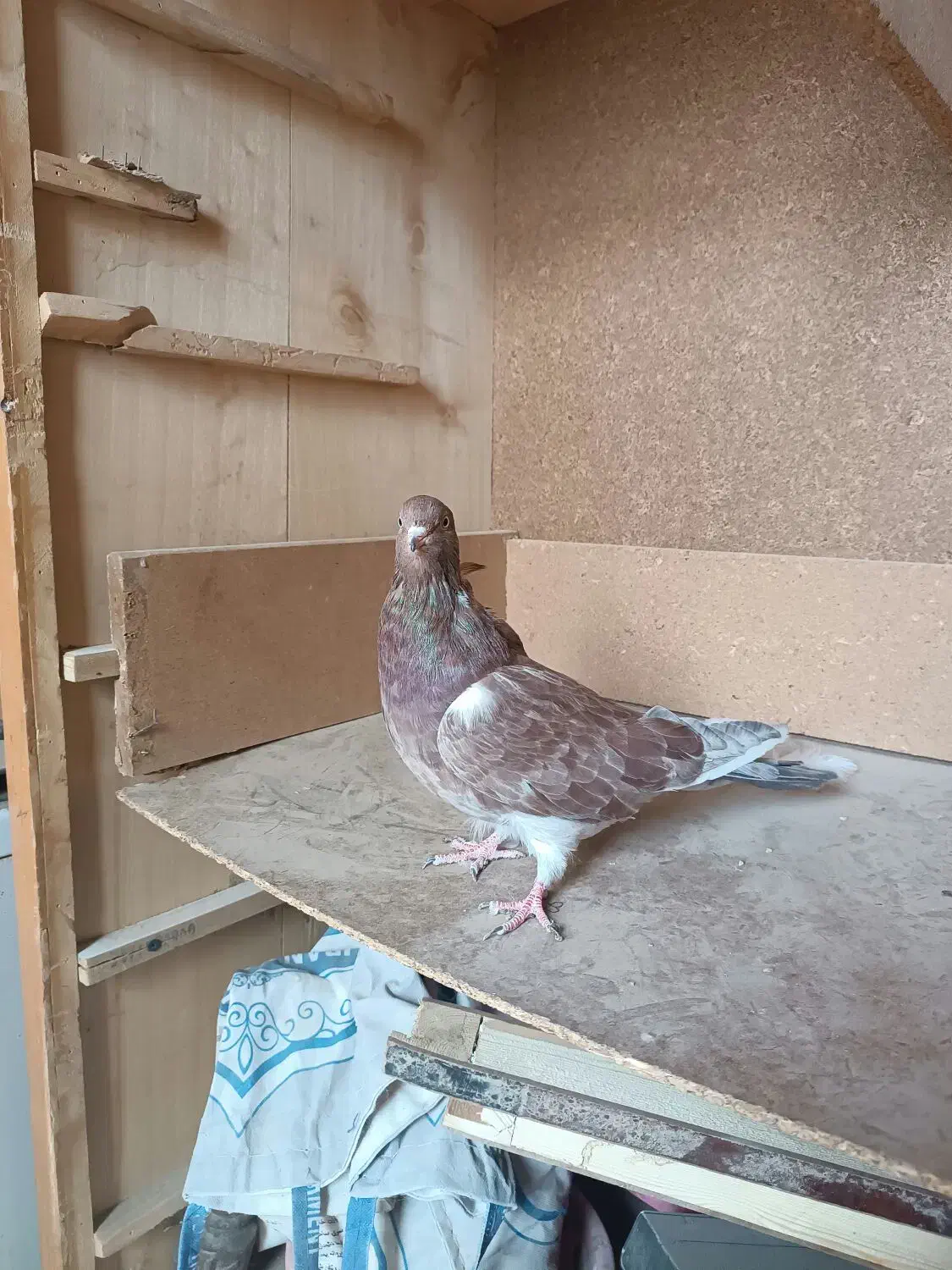 سلام پنج کبوتر خوب|پرنده|زابل, |دیوار