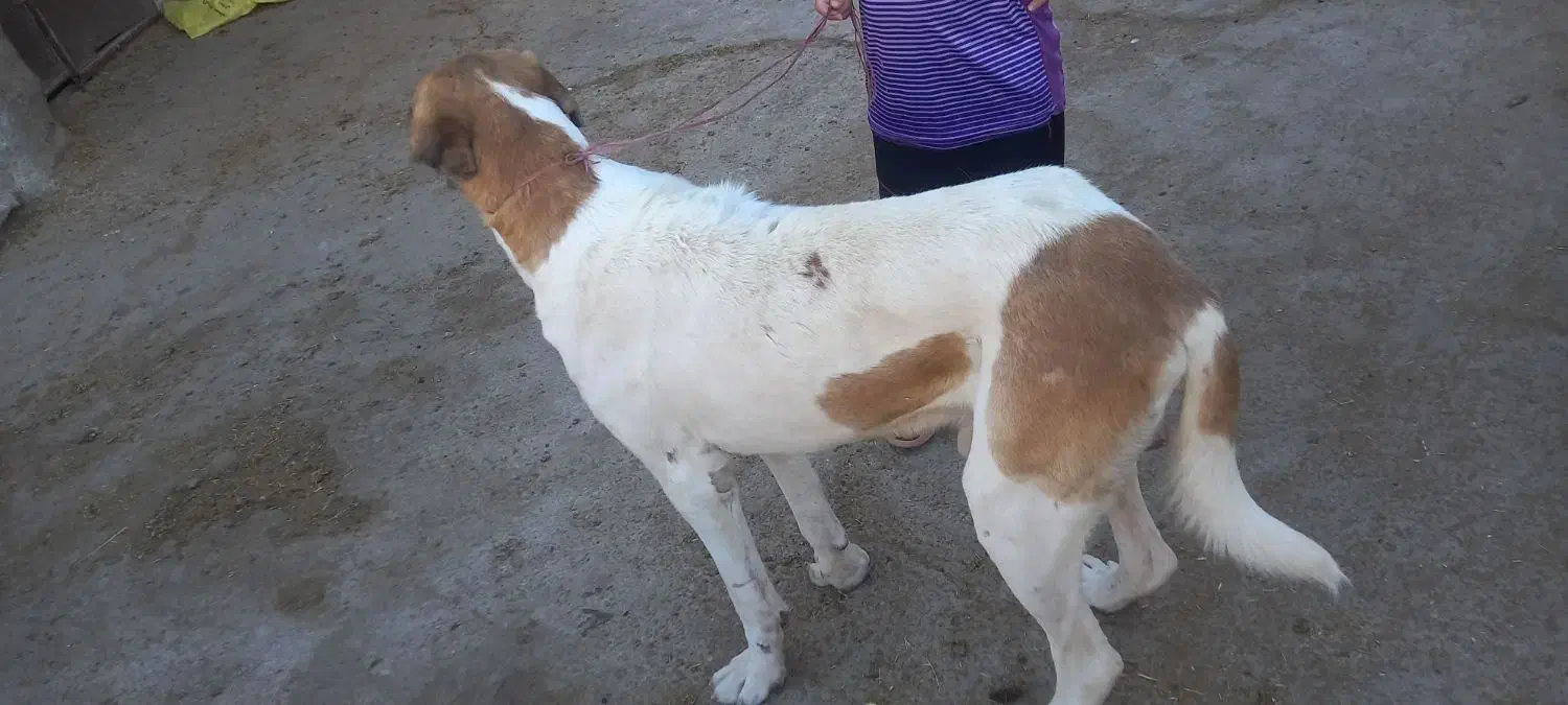 حیوانات مزرعه|حیوانات مزرعه|آبکوه, |دیوار