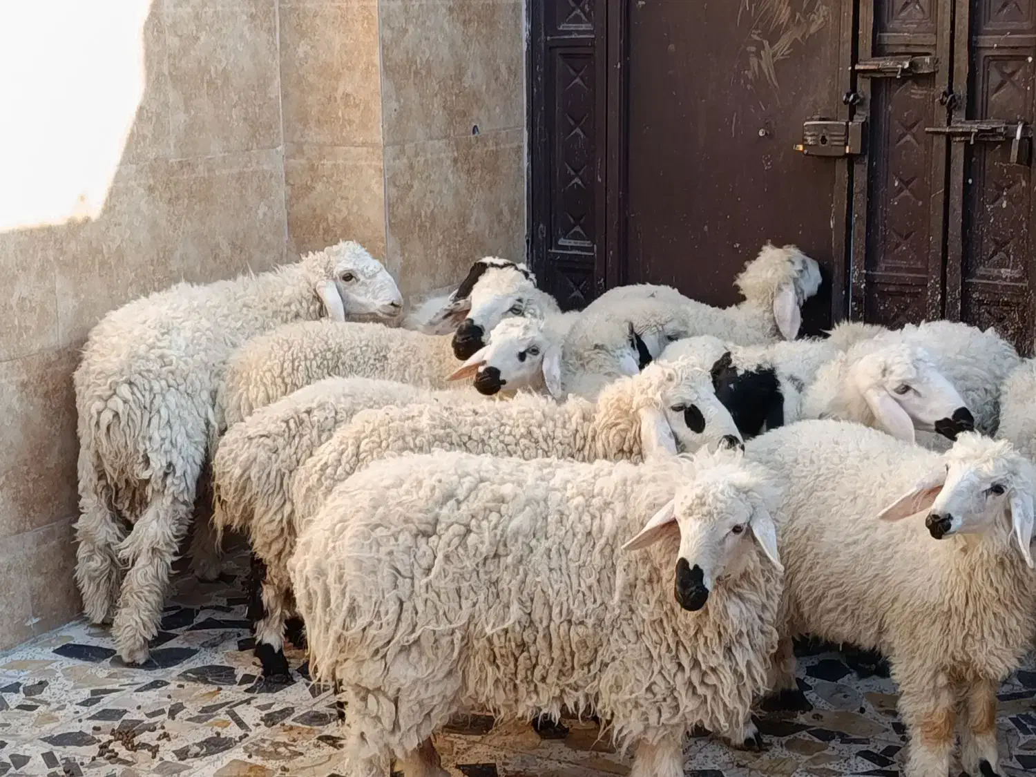 گوسفند نر دمخونگی|حیوانات مزرعه|زاهدان, |دیوار