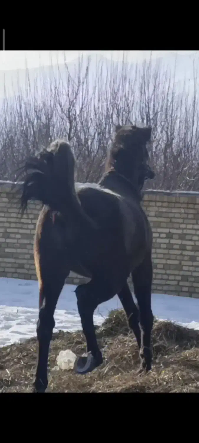 جوان اسب کرد|اسب و تجهیزات اسب‌سواری|سیلوانه, |دیوار