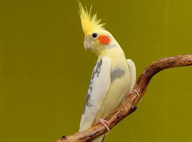 عروس هلندی مولد نرو ماده|پرنده|تبریز, |دیوار