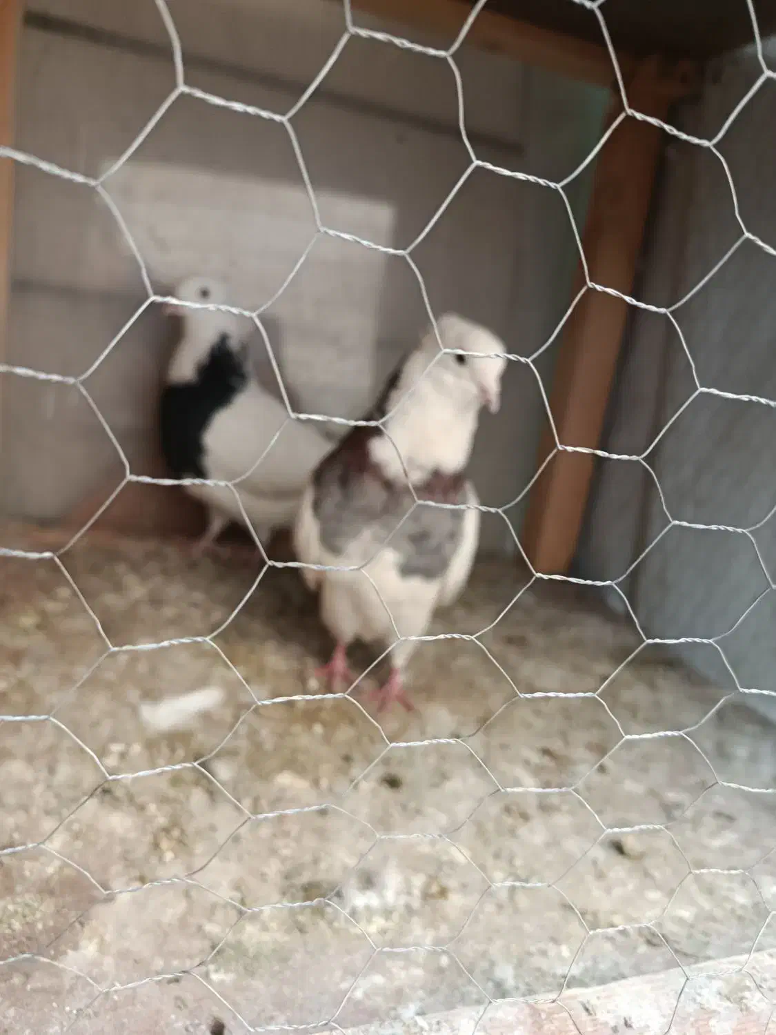 کبوتر طوقی|پرنده|تهران, هاشمی|دیوار