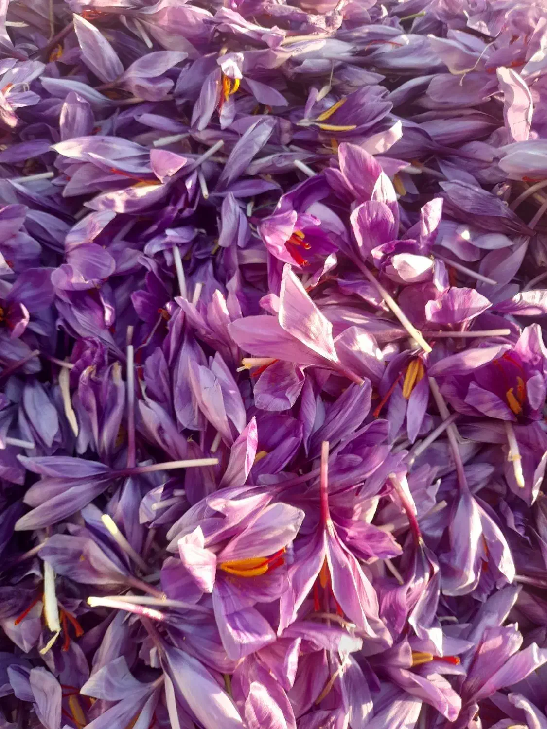 گل زعفران|گل و گیاه طبیعی|تربتحیدریه, ترمینال|دیوار