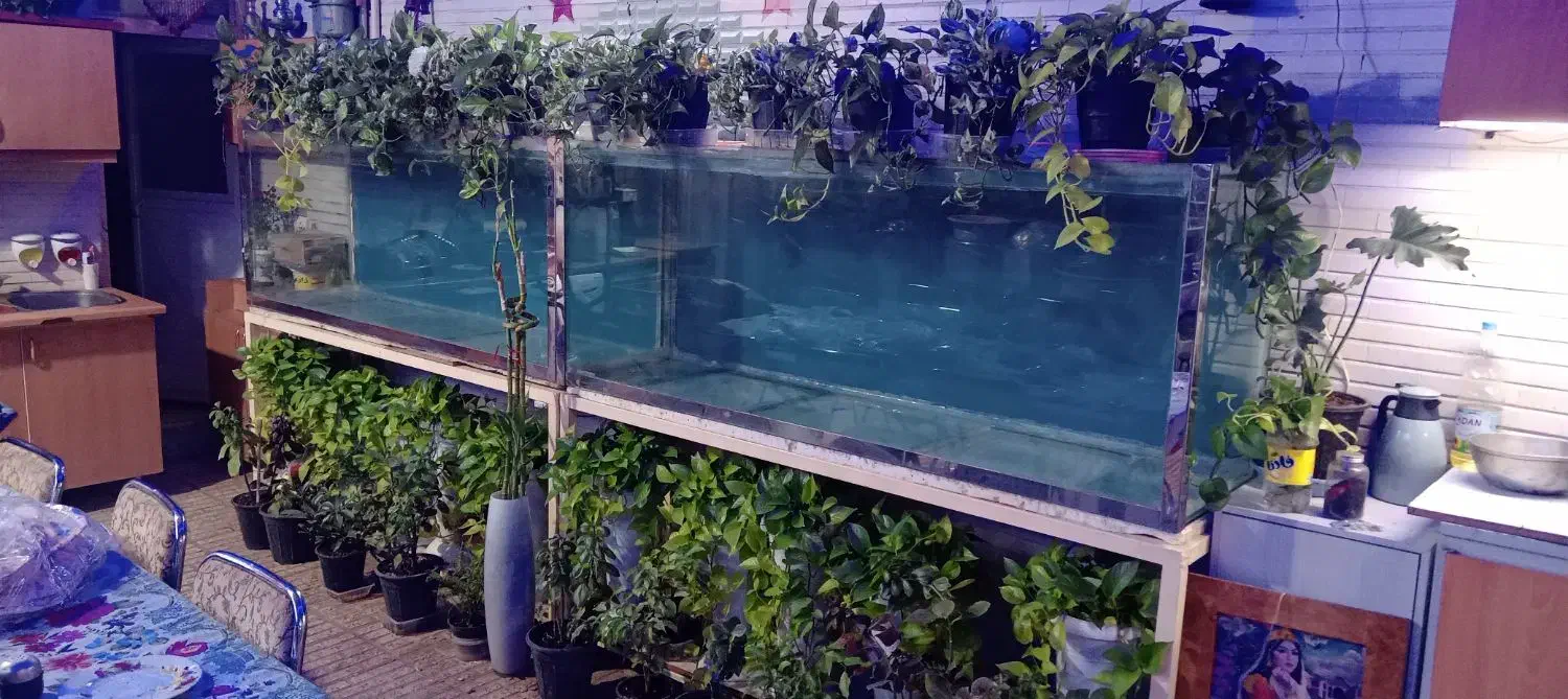 آکواریوم ۲متری|ماهی|اصفهان, سنجوانمره|دیوار