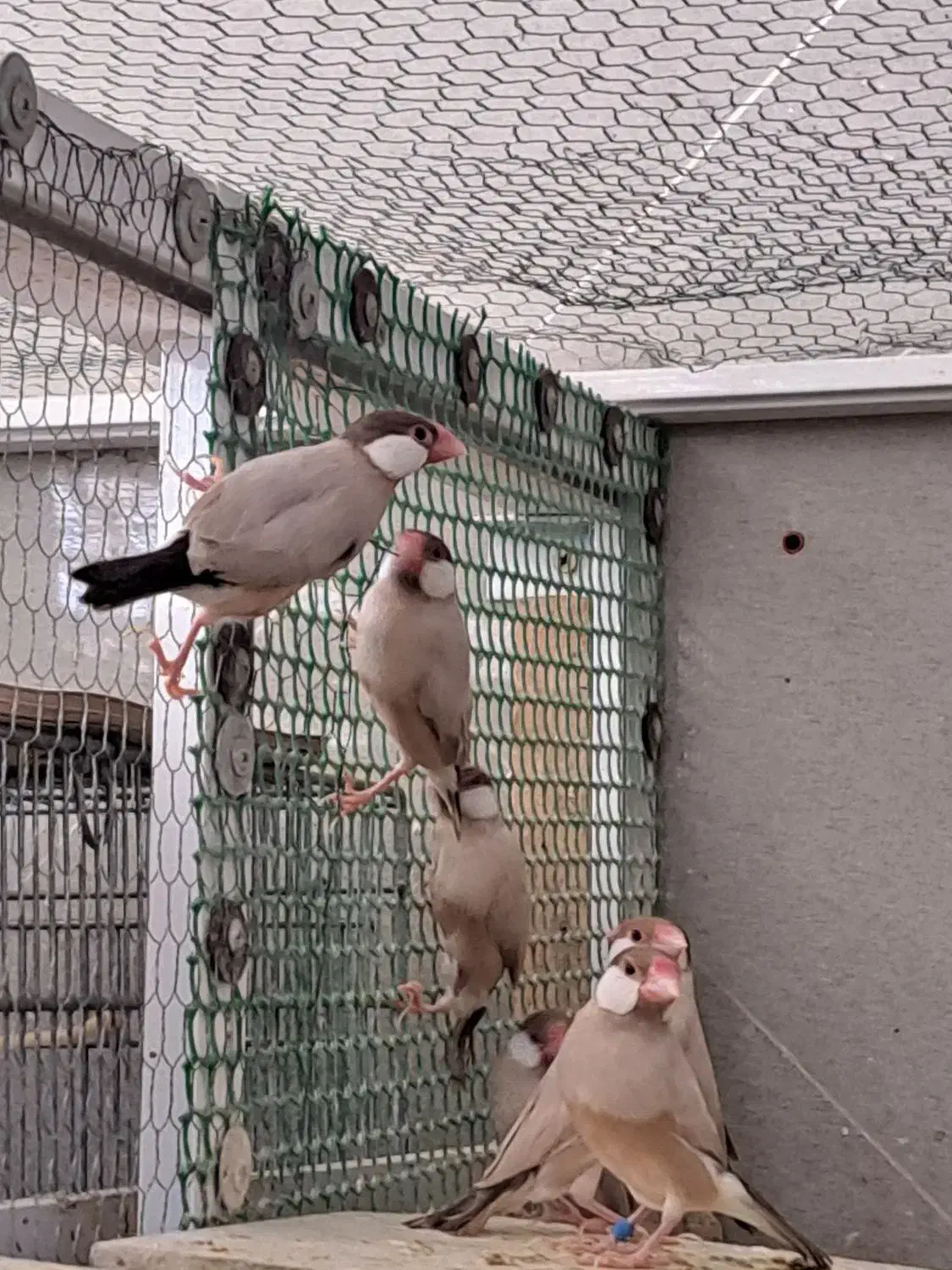 ۵۰ جفت نرگسی شکلاتی رو تخم و جوجه|پرنده|قم, بنیاد|دیوار