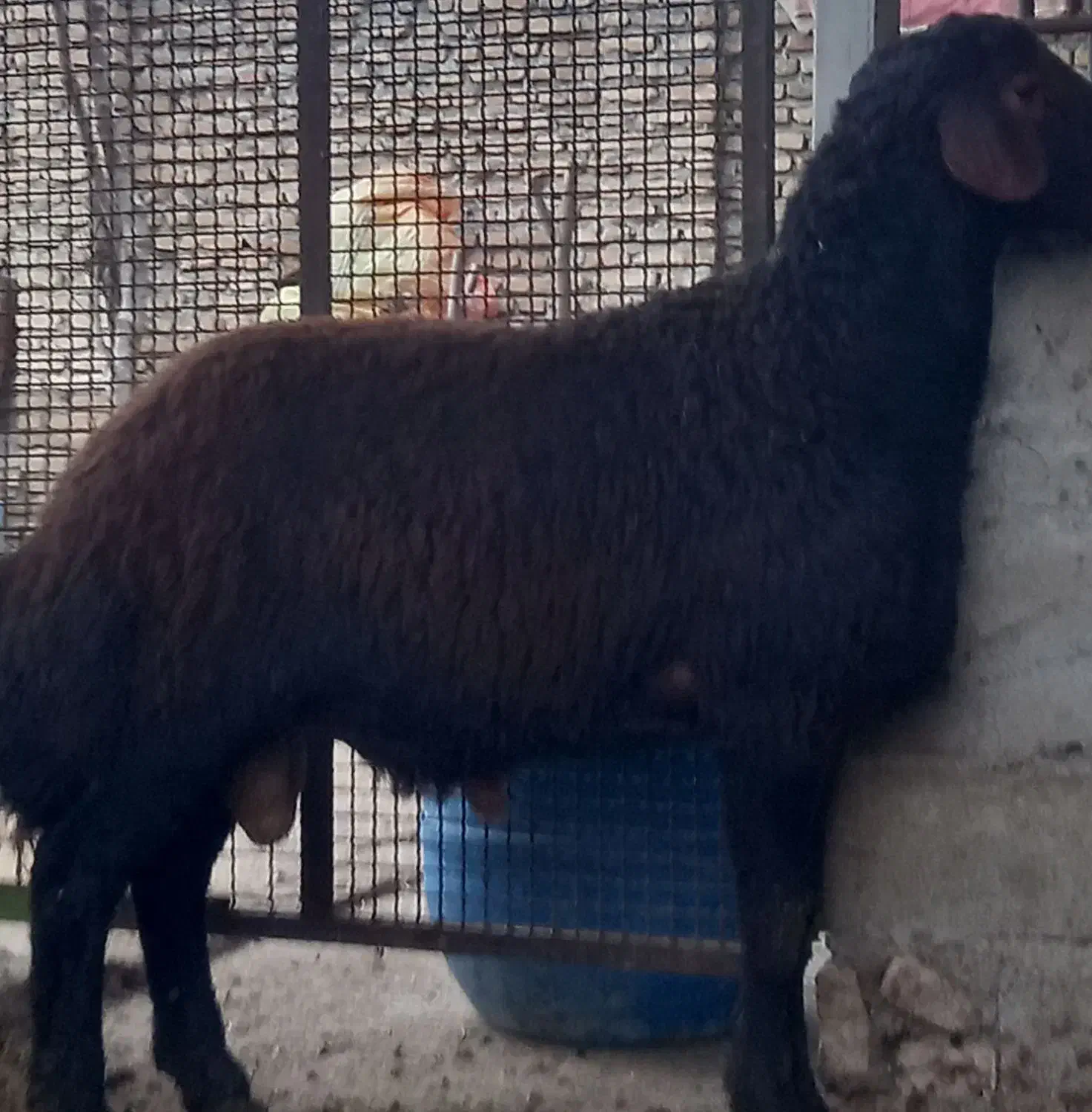 گوسفند ۱راس بره کردستانی قوچی|حیوانات مزرعه|گرگان, |دیوار