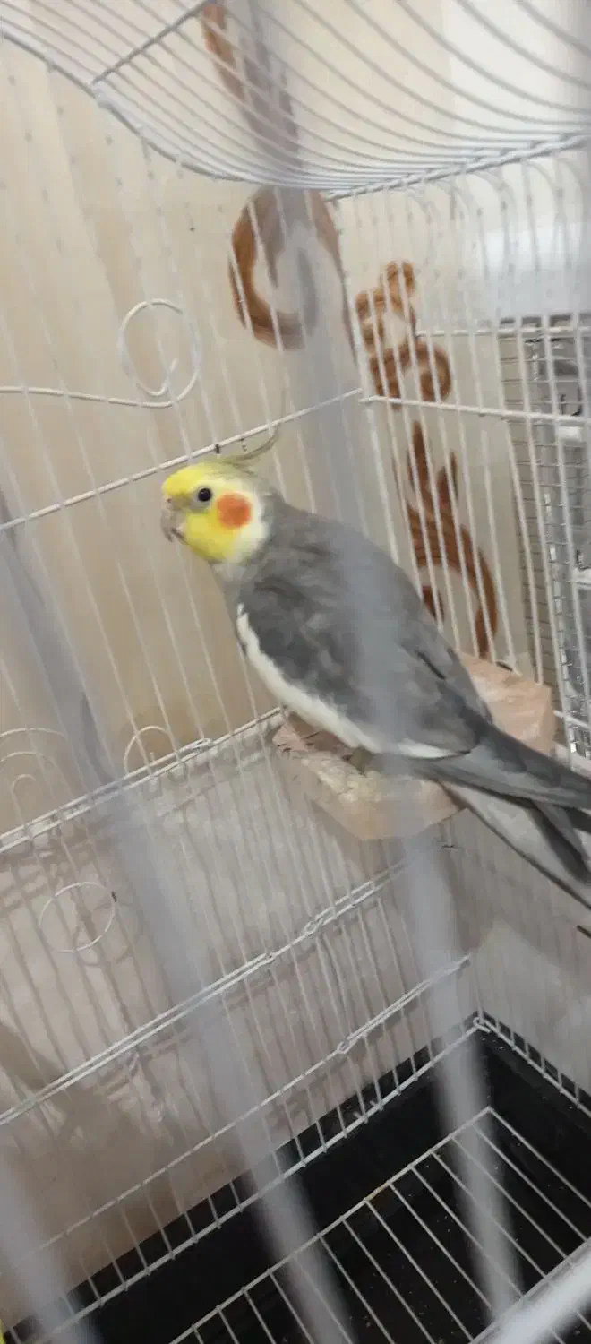 عروس هلندی|پرنده|رویان, |دیوار