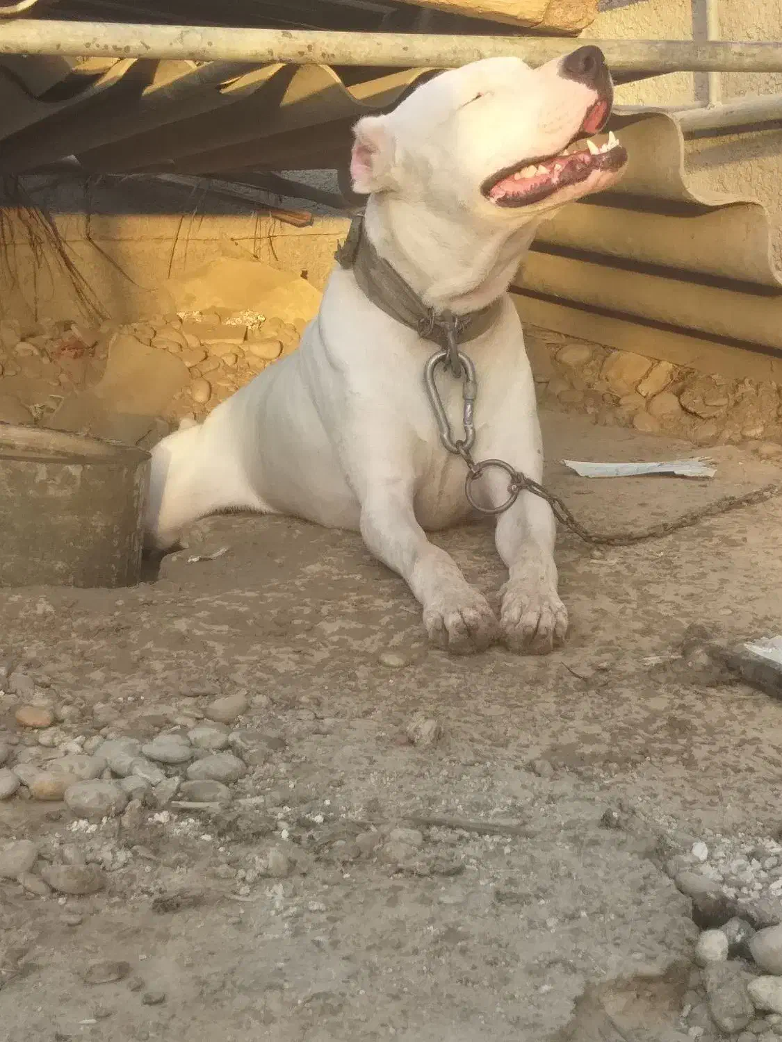 سگ داگوآرژانتین|سگ|سعدآباد, |دیوار