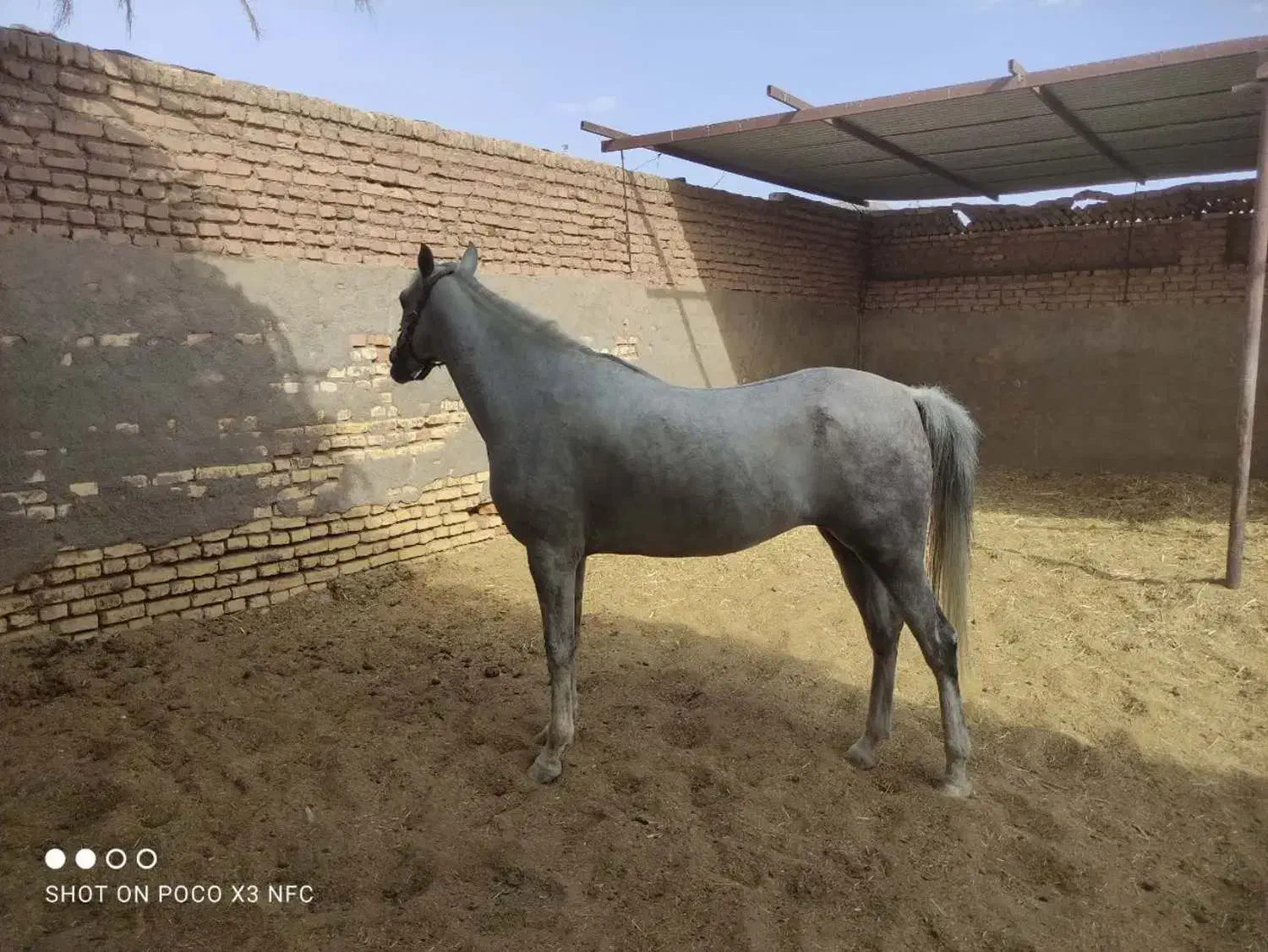 اسب مادیون|اسب و تجهیزات اسبسواری|رفسنجان, |دیوار