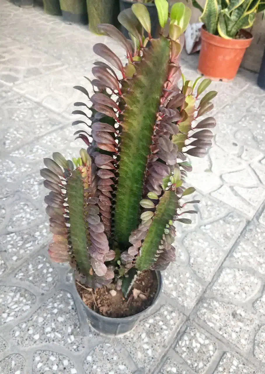 گل و گلدان پتوس و|گل و گیاه طبیعی|قم, باغ پنبه|دیوار