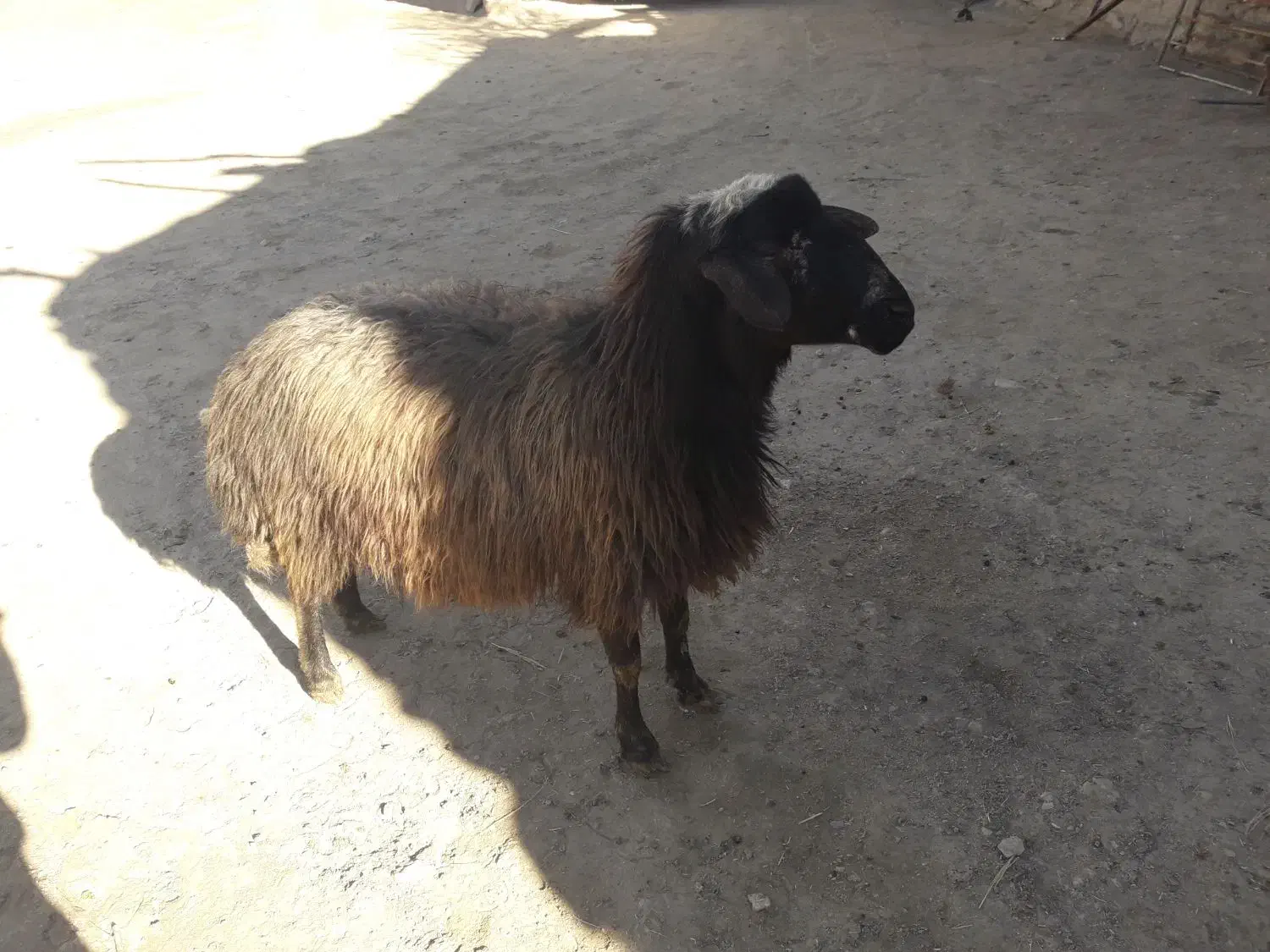 قوچ|حیوانات مزرعه|پیشخور, |دیوار