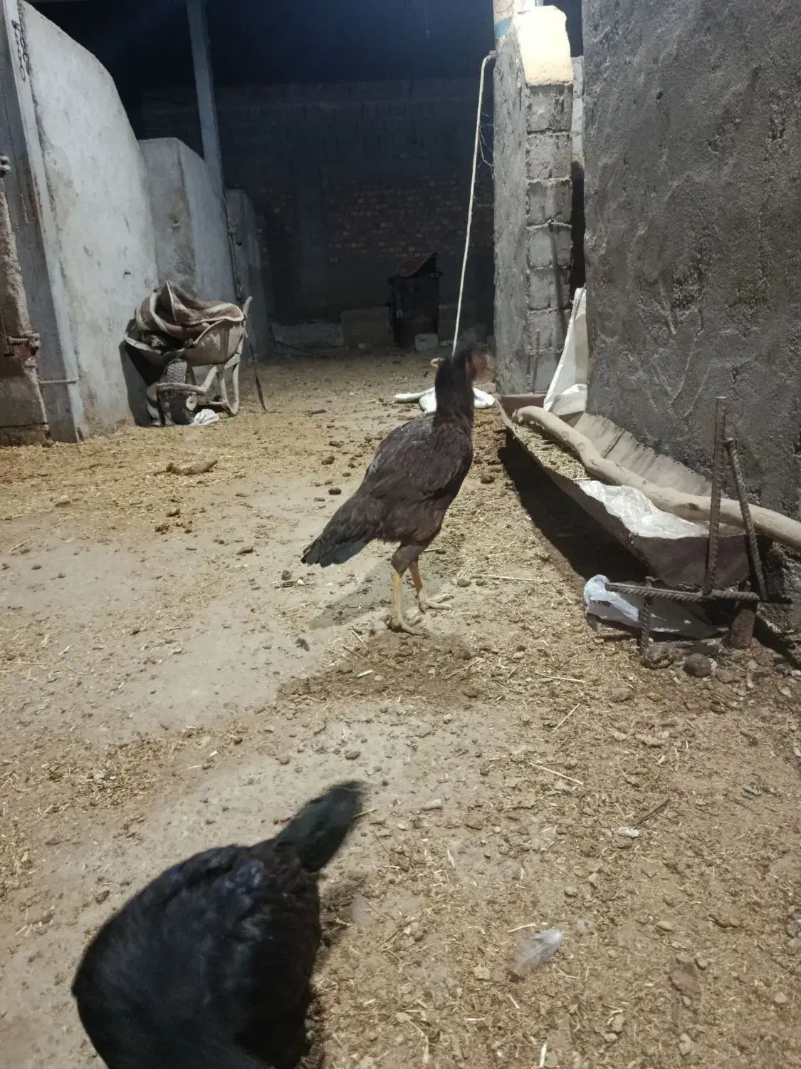 مرغ|حیوانات مزرعه|میاندوآب, |دیوار