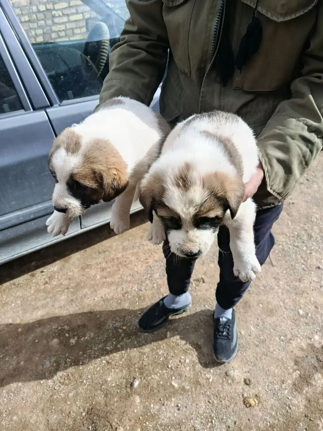 سگ نر|سگ|ساروق, |دیوار