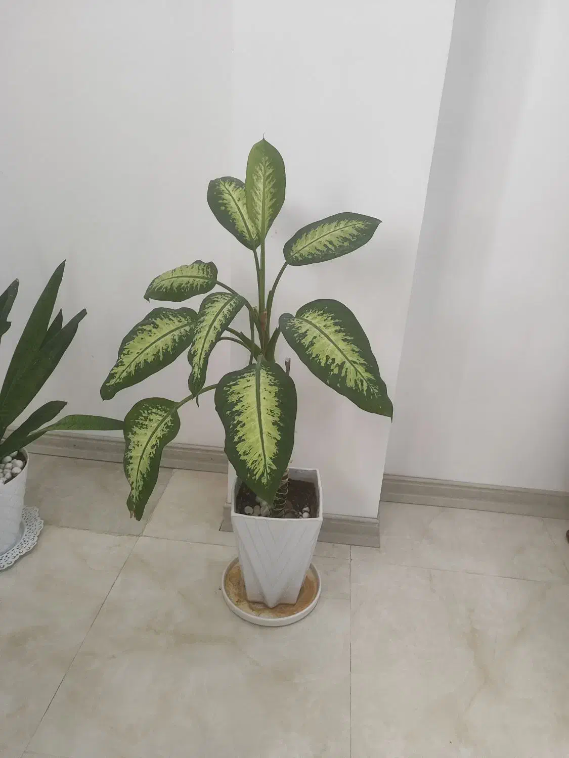 گل  آپارتمانی و گلدان|گل و گیاه طبیعی|جم, |دیوار