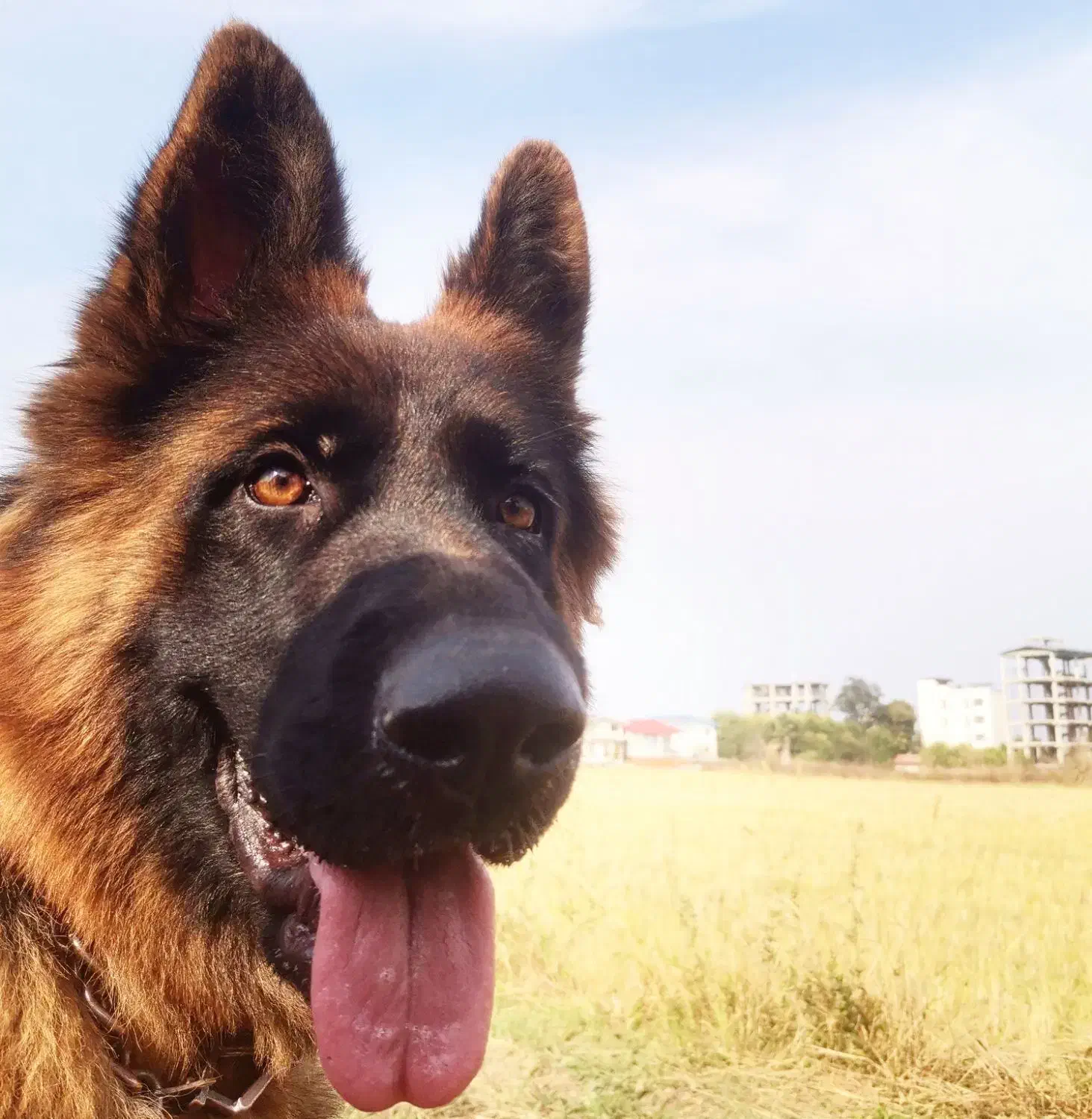 واگذاری سگ|سگ|نوشهر, |دیوار