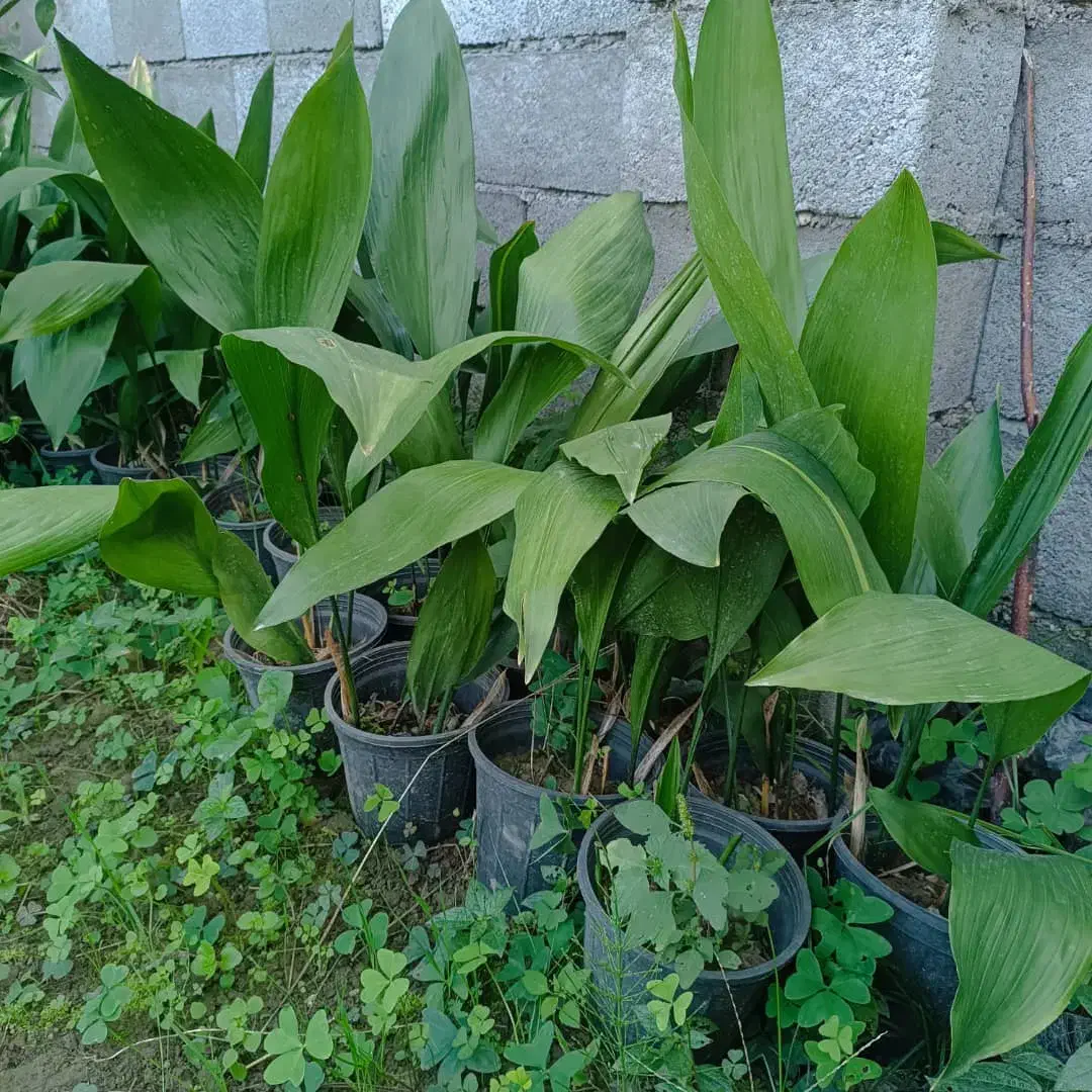 انواع گل های حیاط سازی|گل و گیاه طبیعی|کتالم و سادات شهر, |دیوار