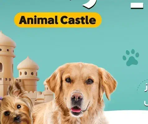 پانسیون سگ 24 ساعته|خدمات پیشه و مهارت|چاف و چمخاله, |دیوار