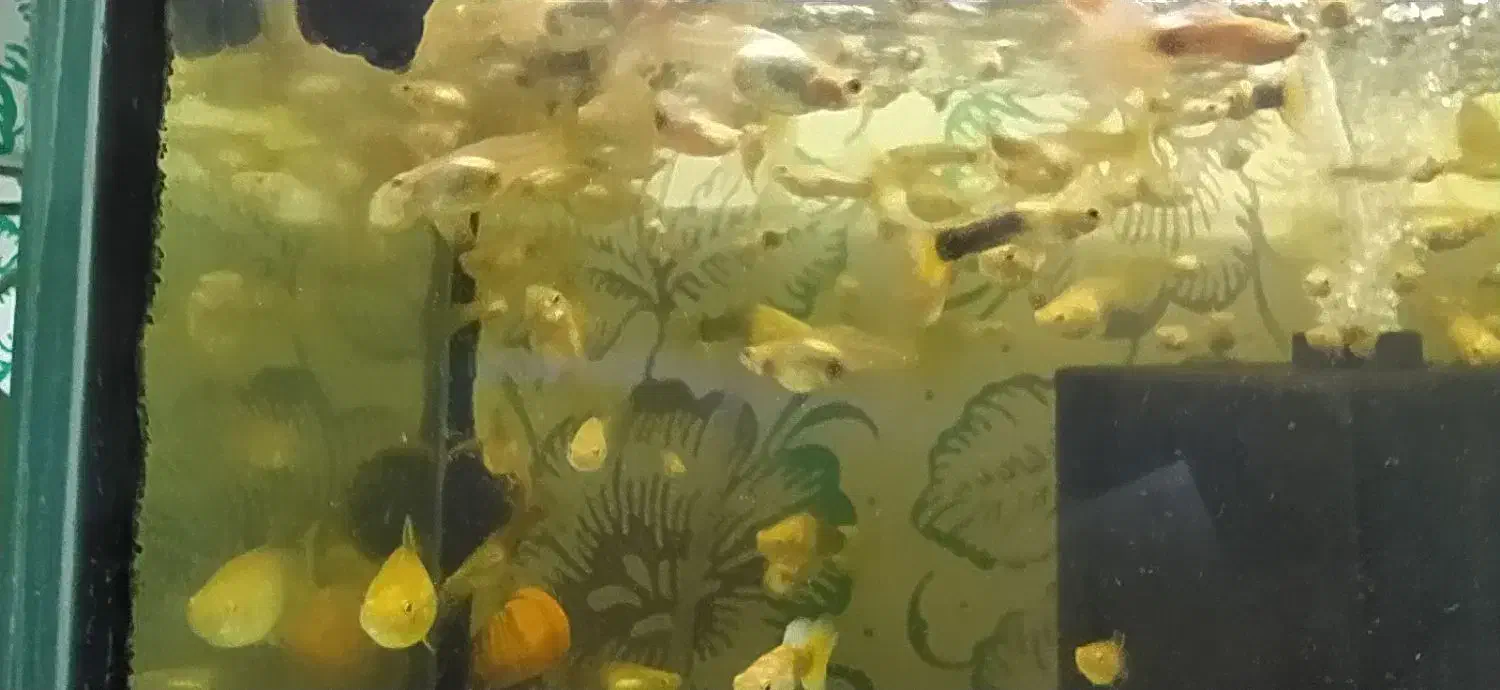 ماهی گوپی زیبا|ماهی|کرمانشاه, |دیوار