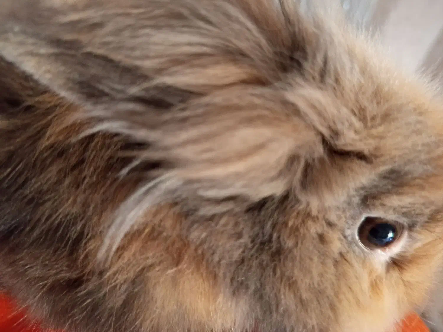 خرگوش لپ|موش و خرگوش|بهبهان, |دیوار