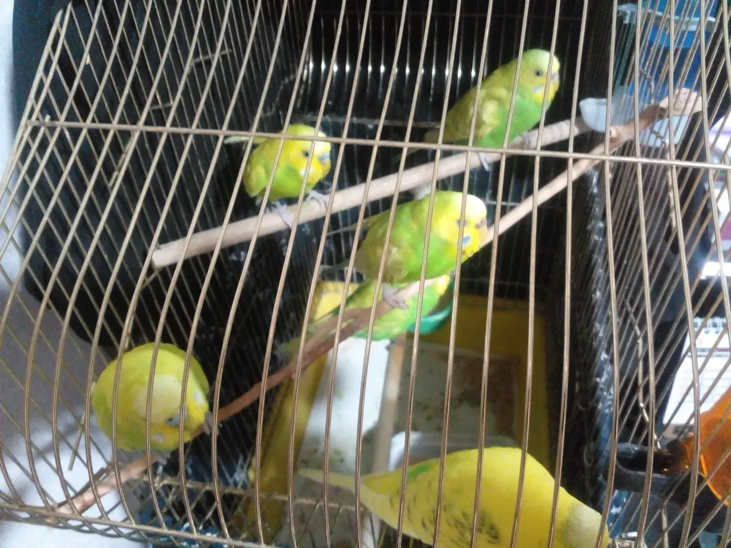 مرغ عشق دستی|پرنده|تهران, نیکنام|دیوار