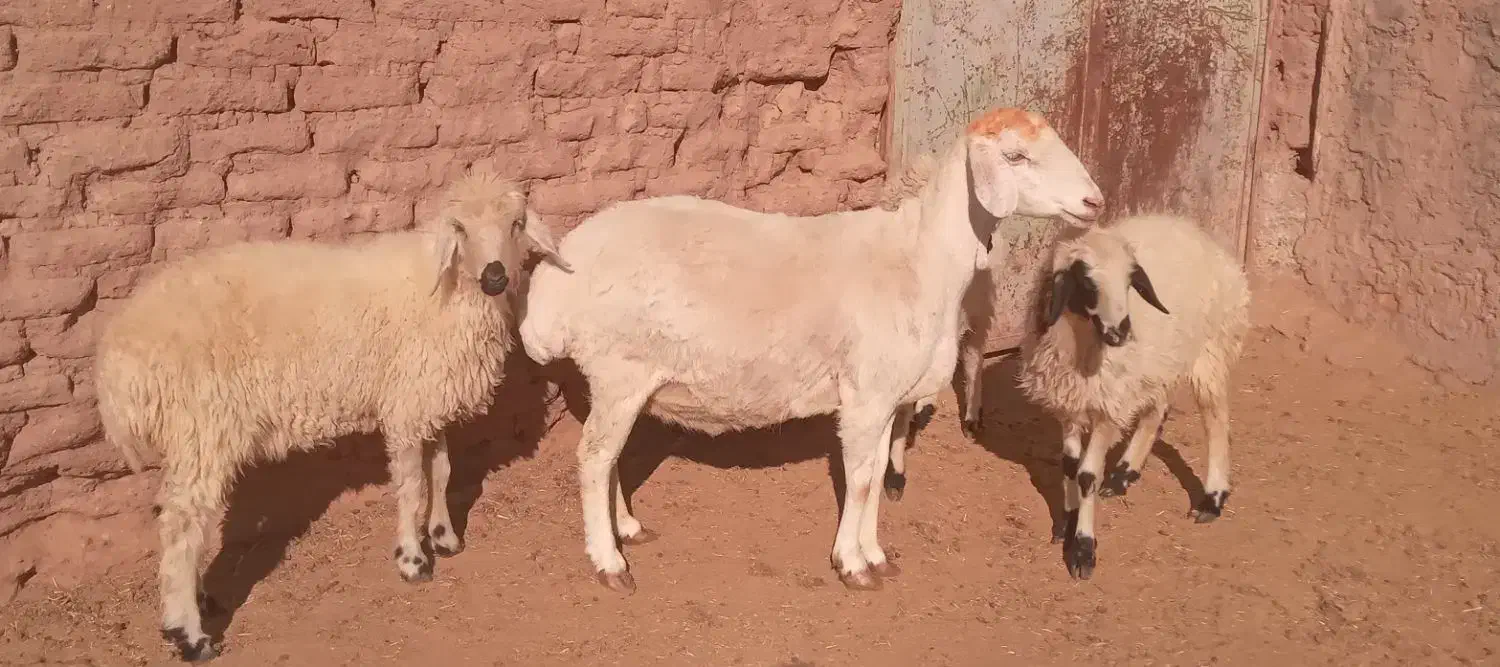 میش مغانی بره چاق فروشی|حیوانات مزرعه|بردسیر, |دیوار