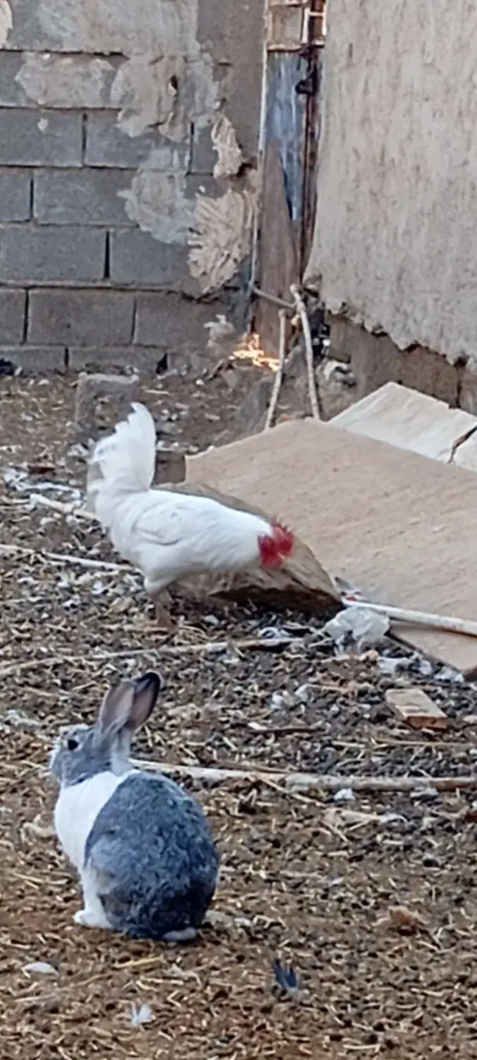 خروس و شاخدار|حیوانات مزرعه|چمران, |دیوار