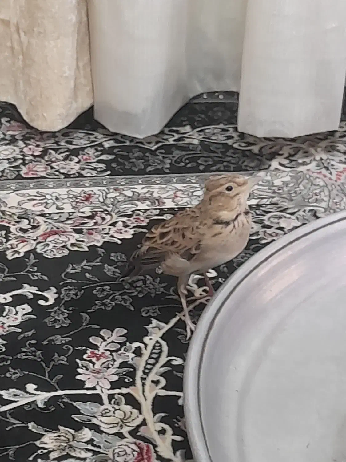 طوطی|پرنده|کارون, |دیوار