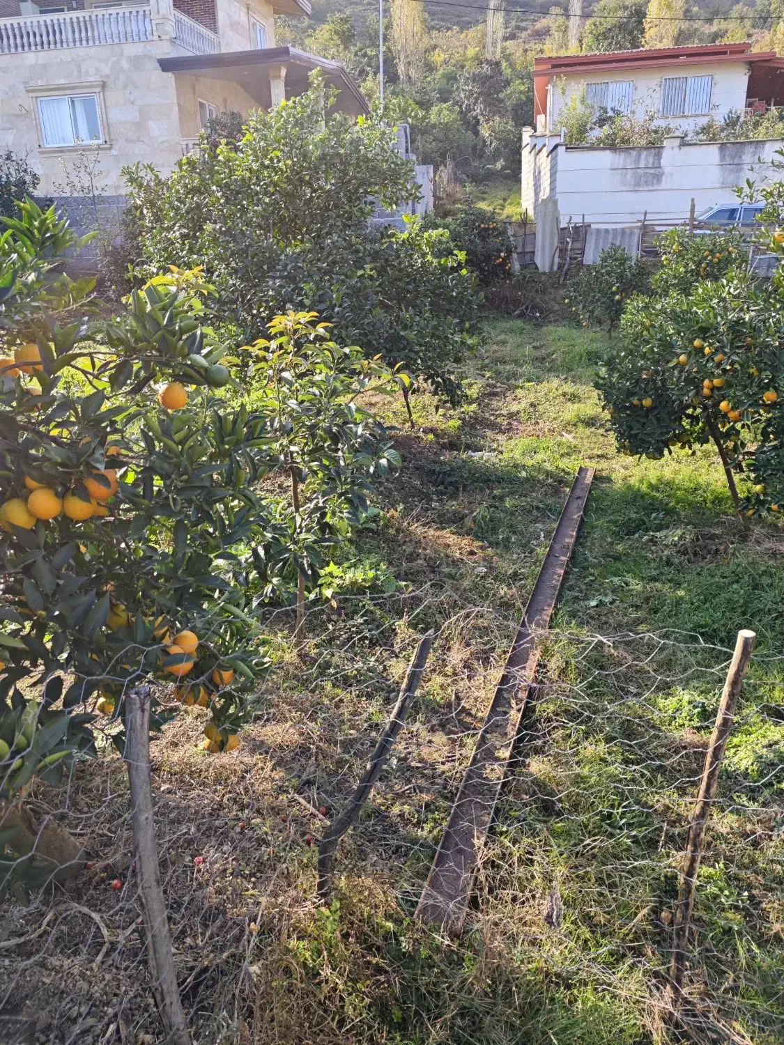 فروش زمین|فروش زمین و ملک کلنگی|کتالم و سادات شهر, |دیوار