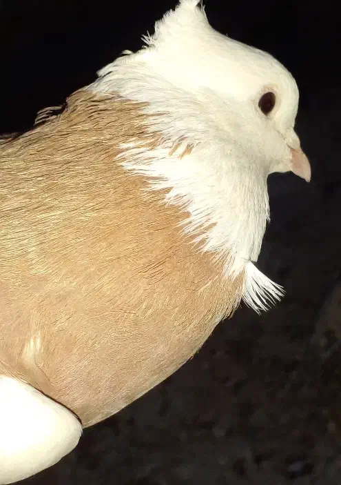 کبوتر طوقی پلاکی نر ،جفت بدرنگ سینه واز|پرنده|شاهینشهر, شهرک سایت|دیوار