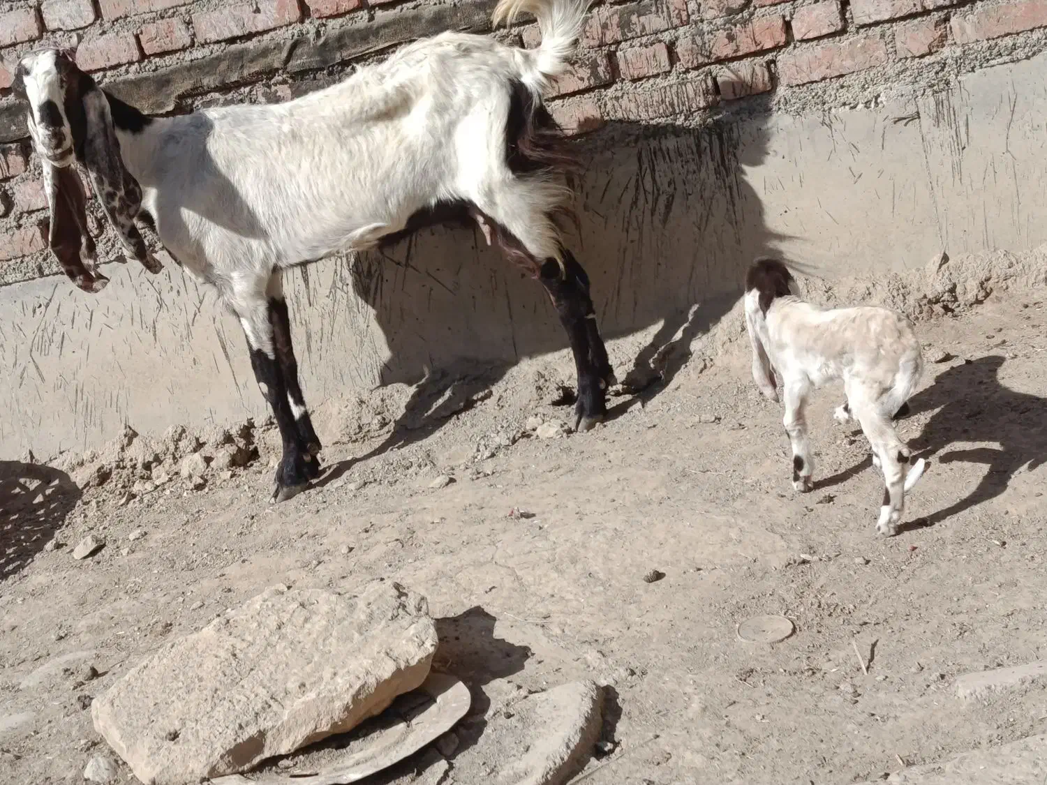 بز شیری|حیوانات مزرعه|لالجین, |دیوار