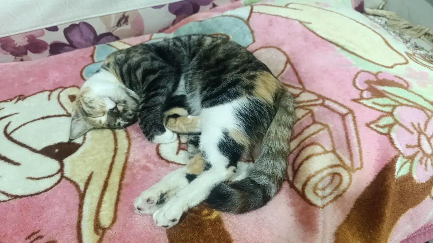 گربه ماده ۸ماهه .اسم میشا|گربه|چناران, |دیوار