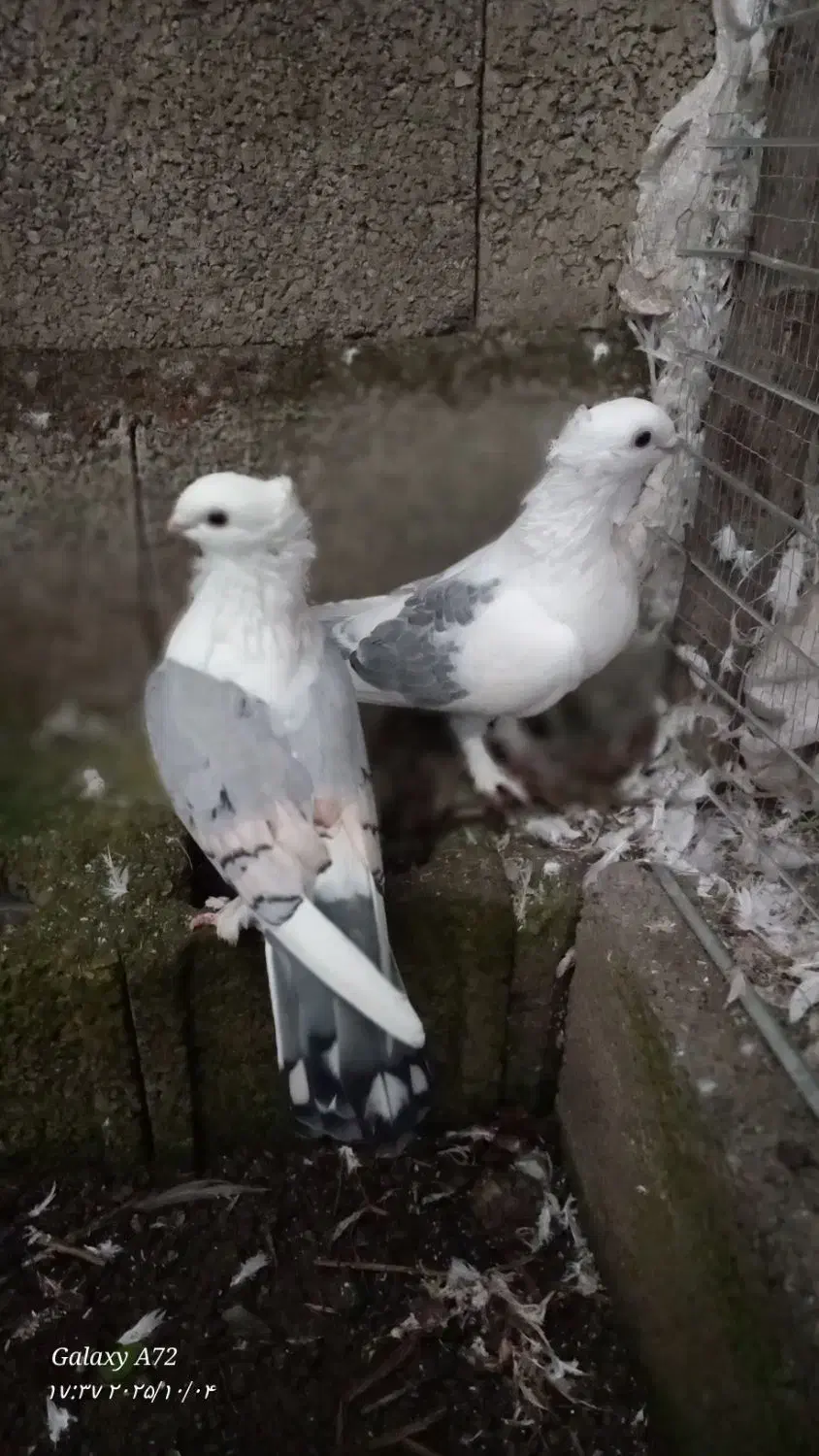 یک جفت کبوتر بلژیکی|پرنده|ماسال, |دیوار