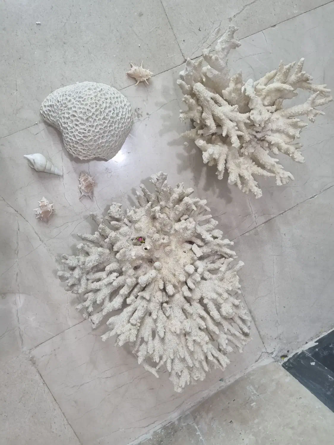 مرجان دریایی تنپ کوچک/ زیبا|ماهی|شیراز, شهرک فرزانگان|دیوار