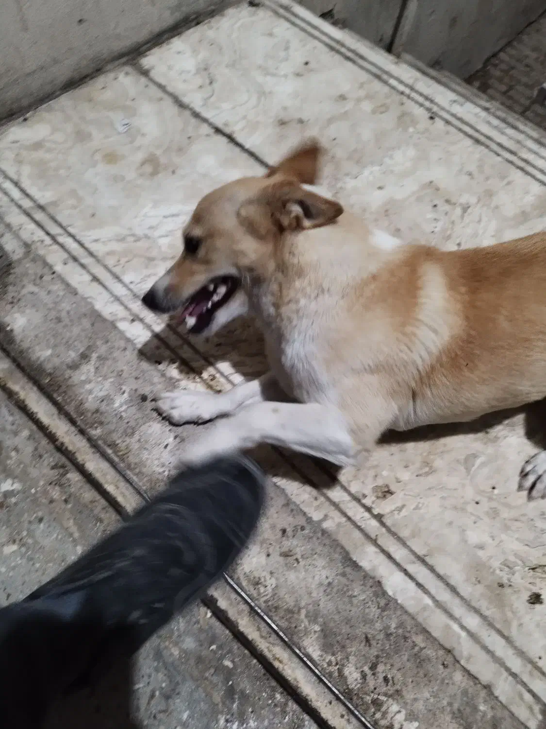 سگ پاکوتا|سگ|شیروان (خراسان), |دیوار