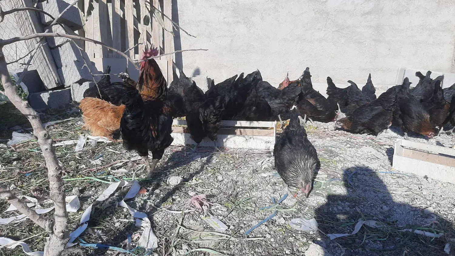 تعدادی مرغ|حیوانات مزرعه|ابریشم, |دیوار