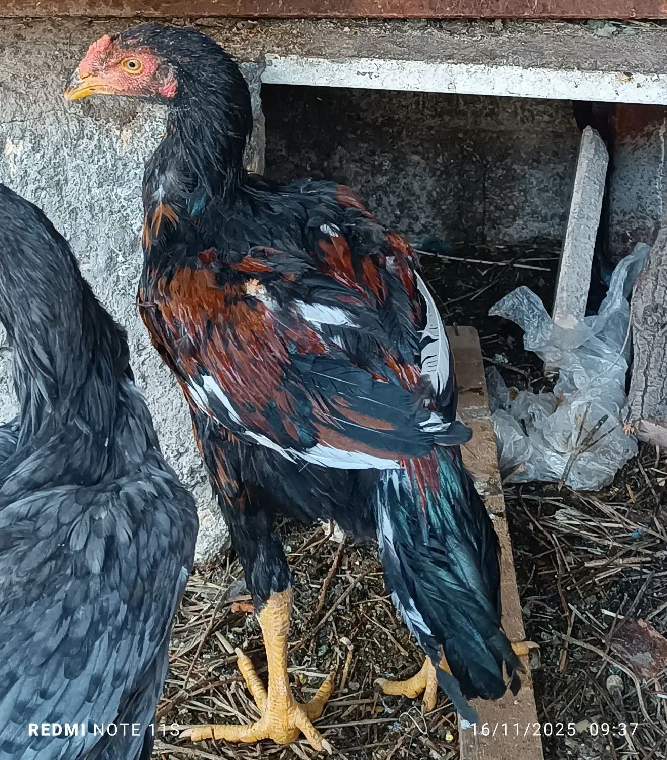 جوجه لاری سالم و سرحال|حیوانات مزرعه|سرپل ذهاب, |دیوار