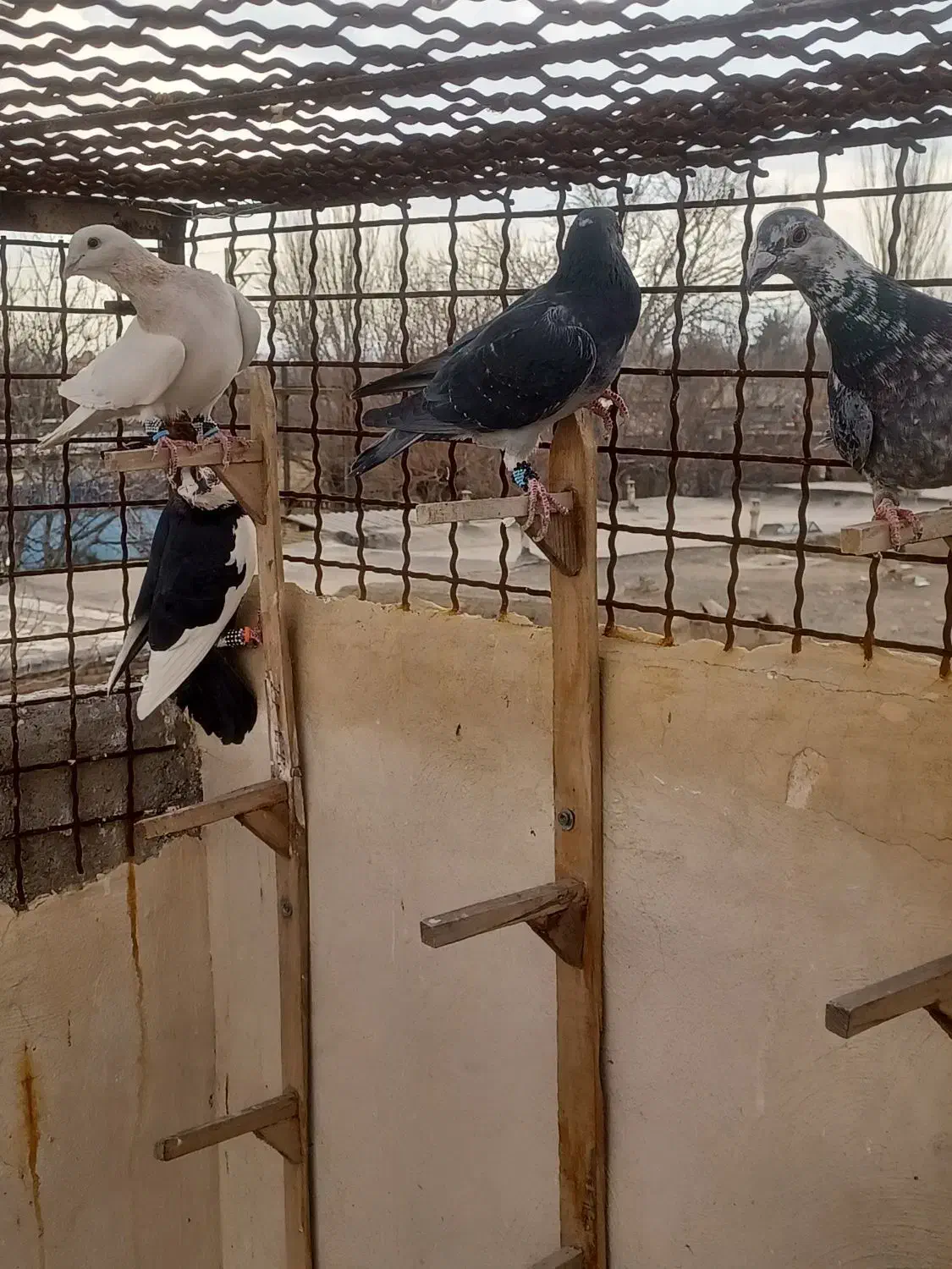 ۷ عدد نر ارازل|پرنده|گلبهار, شهر جدید گلبهار|دیوار