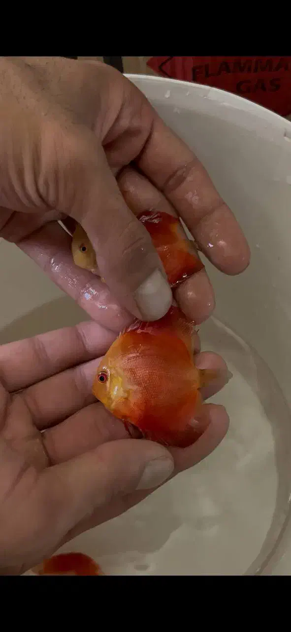 آبزی پرور آمازون دیسکس تترا چانا آروانا وغیره|ماهی|اصفهان, شمس آباد|دیوار