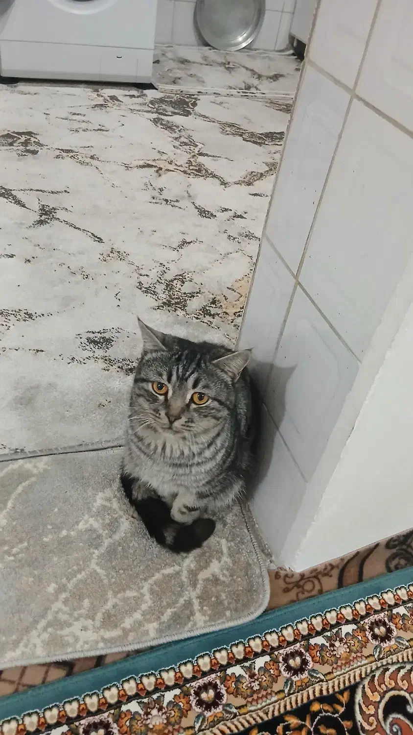 واگذاری گربه|گربه|گالیکش, |دیوار