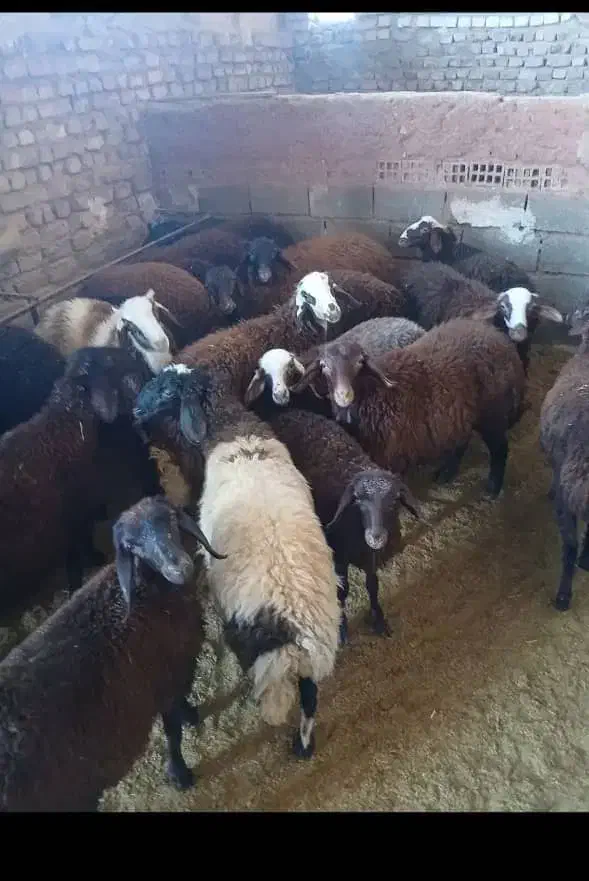 میش  بز  بره شیشک  بزغاله  تی بز|حیوانات مزرعه|خرم‌آباد, |دیوار