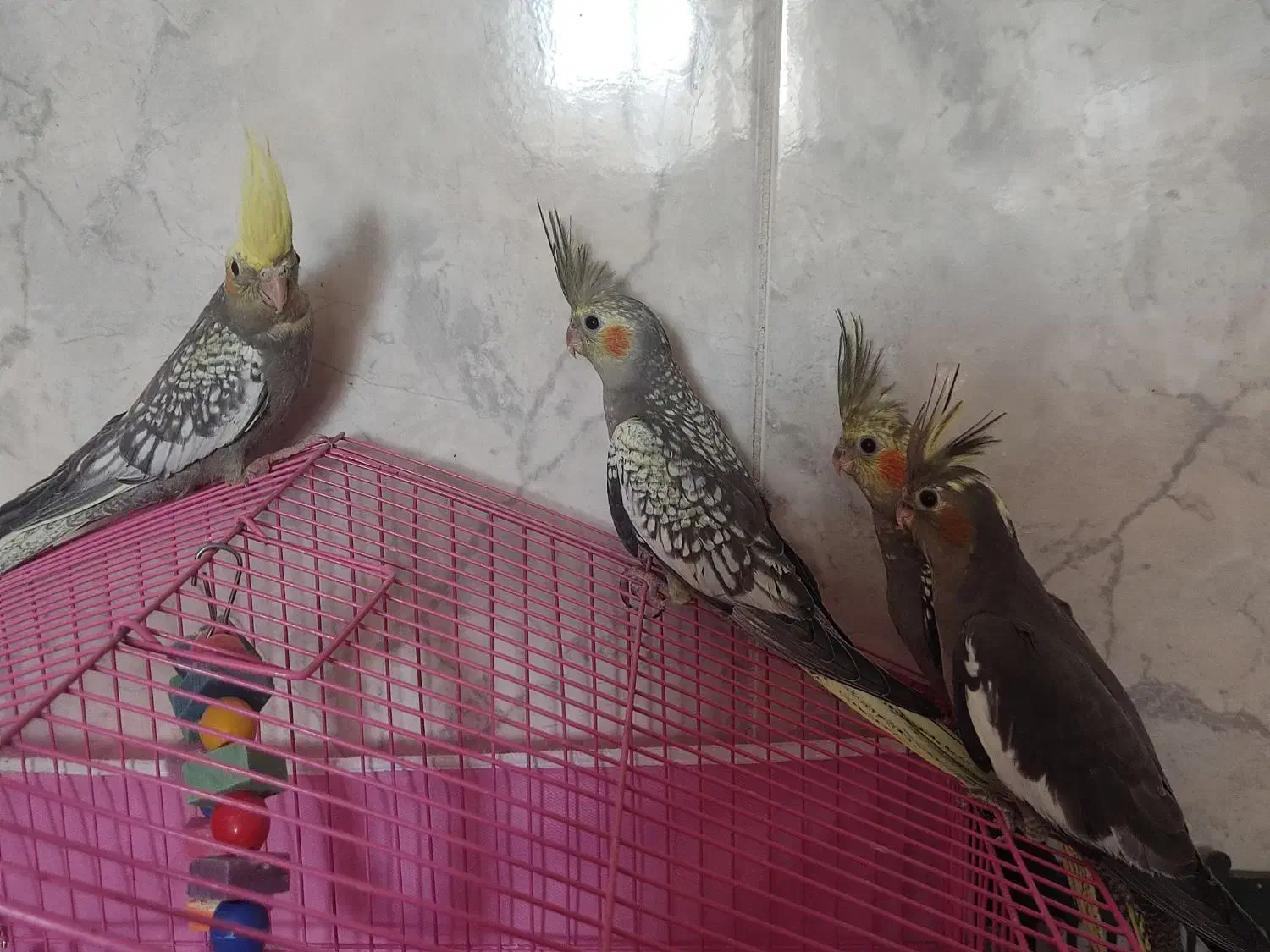 جوجه عروس|پرنده|سبزوار, امیر کبیر|دیوار