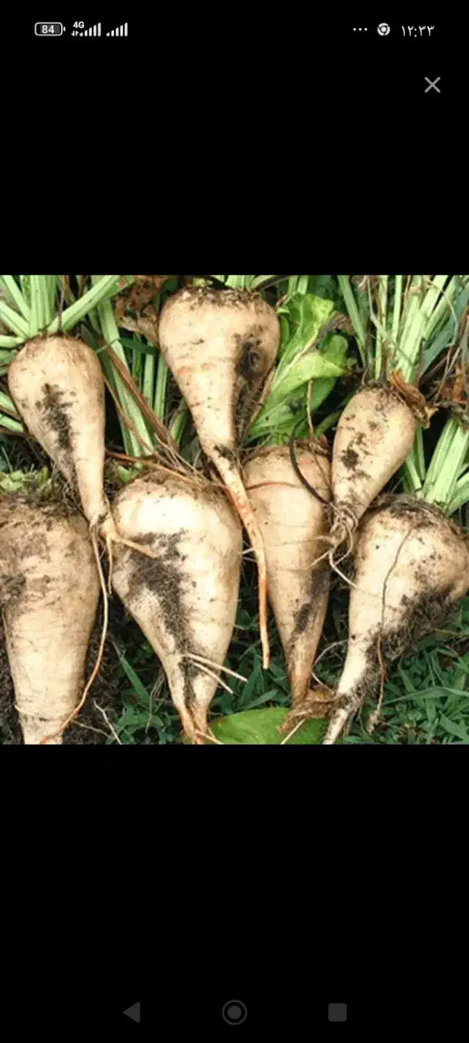 فروش چغندر قند|لوازم جانبی حیوانات|چالدران, |دیوار