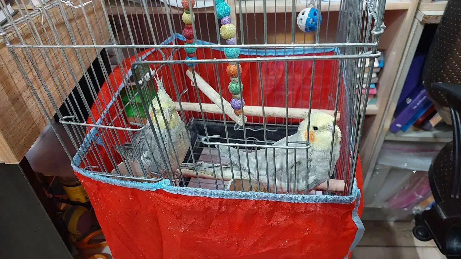 عروس هلندی و برزیلی|پرنده|تهران, تهرانسر شرقی|دیوار