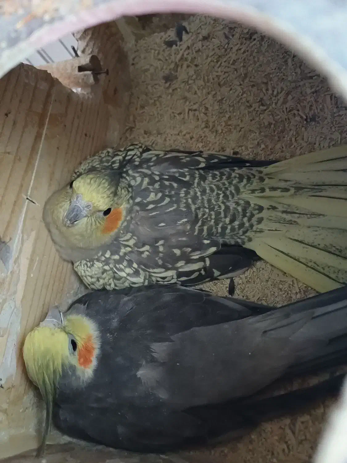 جفت عروس هلندی|پرنده|فسا, |دیوار