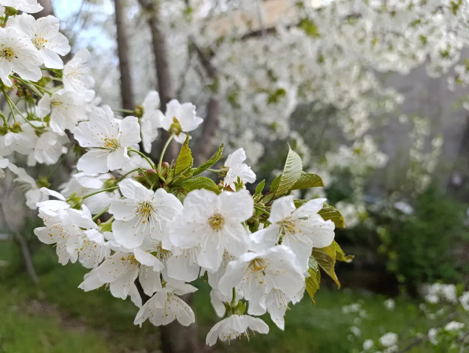 فروش باغ کشاورزی|فروش زمین و ملک کلنگی|آسارا, |دیوار