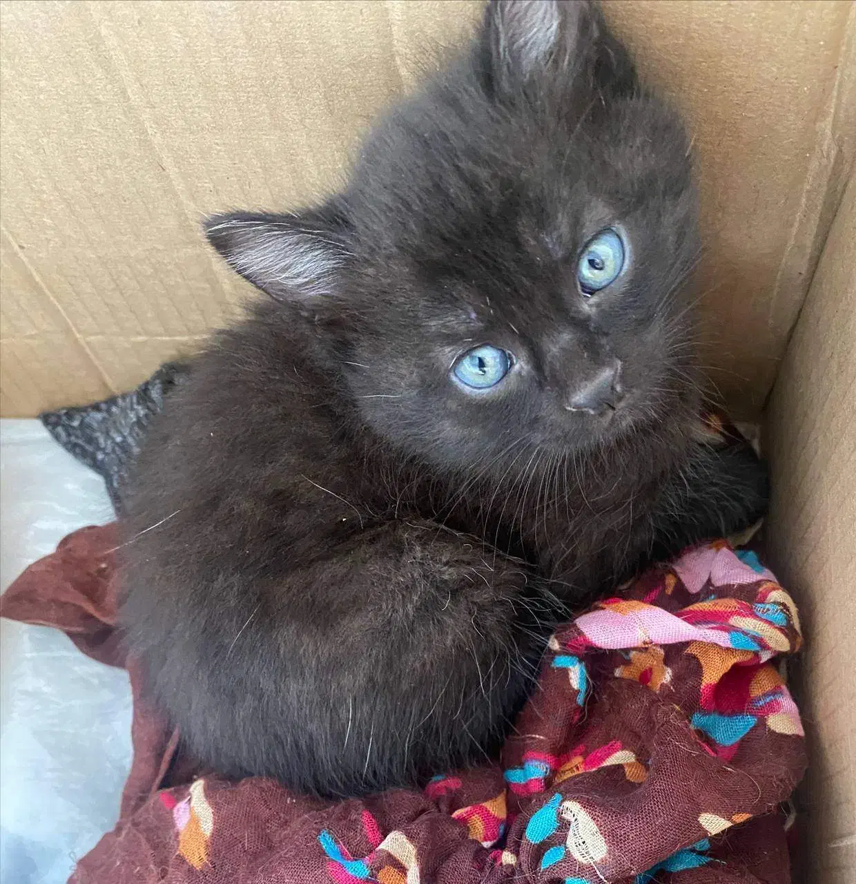 گربه|گربه|رشت, نامجو|دیوار