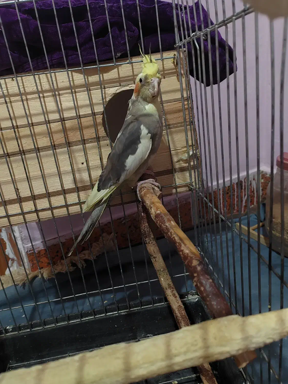 پرنده|پرنده|قلعه نو, |دیوار