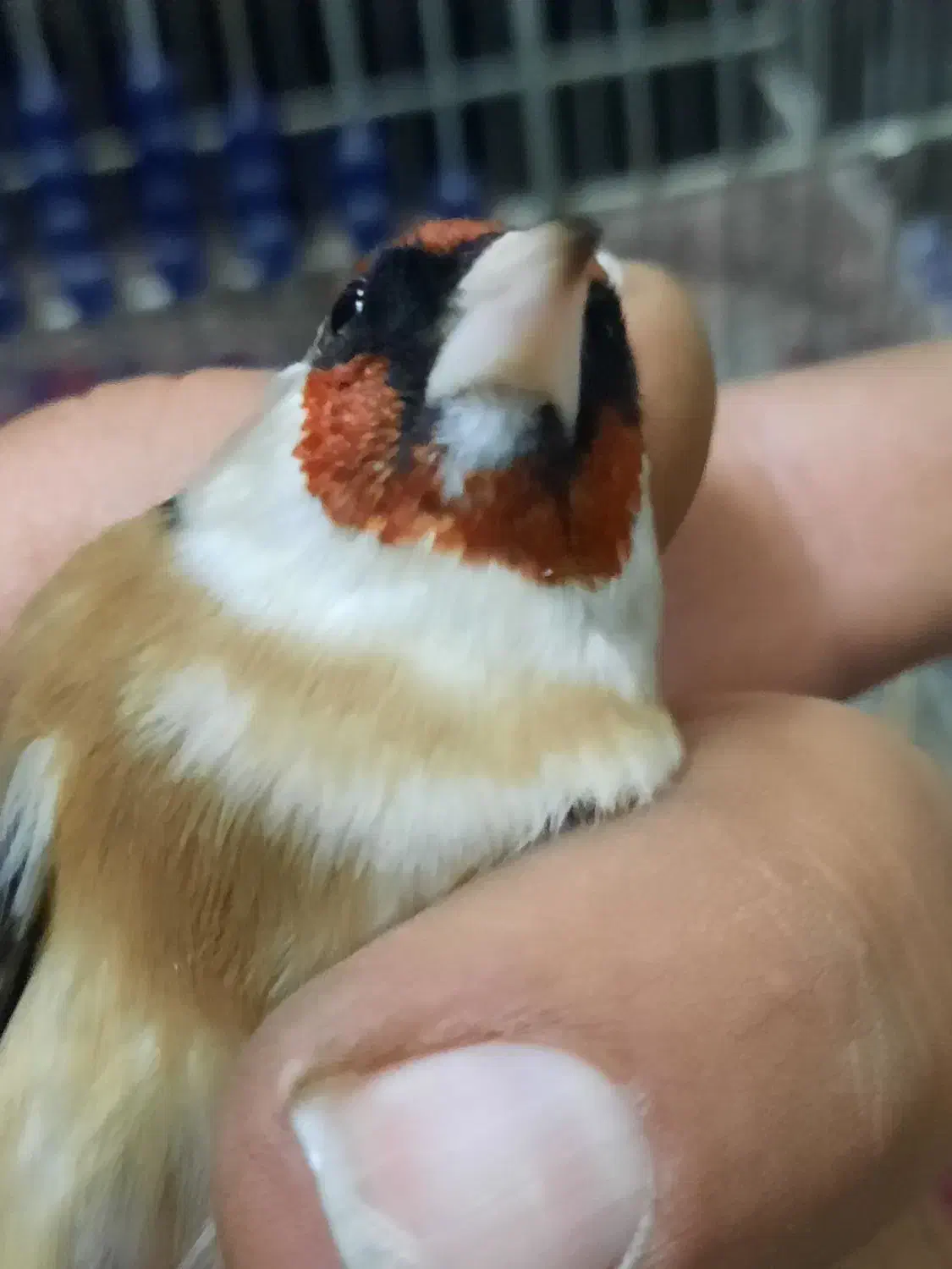 سهره چونه سفید|پرنده|ری, ولی آباد|دیوار