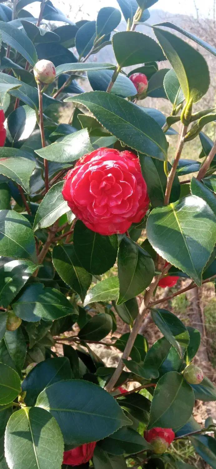 کاملیا|گل و گیاه طبیعی|گوراب زرمیخ, |دیوار